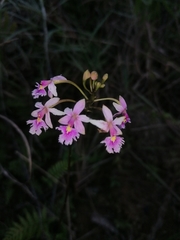 Epidendrum calanthum