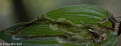 Parallelomma vittatum
