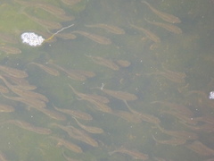 Fundulus parvipinnis