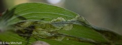 Parallelomma vittatum