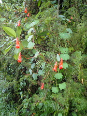 Tropaeolum tuberosum