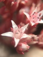 Sedum wrightii