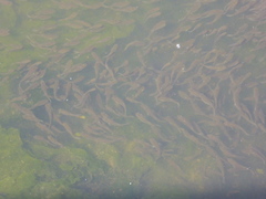 Fundulus parvipinnis