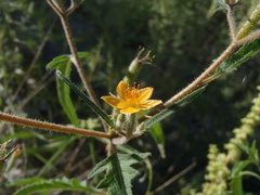 Mentzelia isolata
