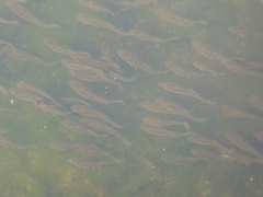 Fundulus parvipinnis