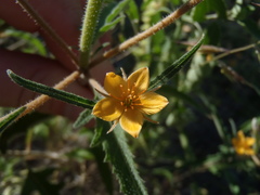 Mentzelia isolata