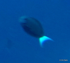 Acanthurus thompsoni