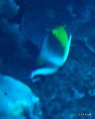 Heniochus singularius