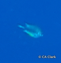 Amblyglyphidodon leucogaster