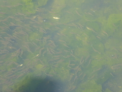 Fundulus parvipinnis