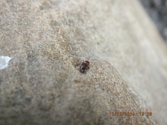 Aeolus mellillus