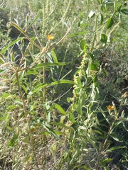 Mentzelia isolata