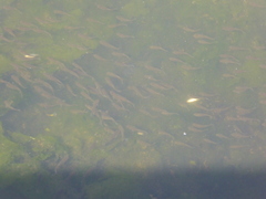 Fundulus parvipinnis