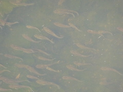 Fundulus parvipinnis