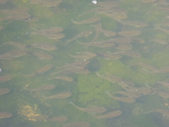 Fundulus parvipinnis