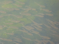 Fundulus parvipinnis