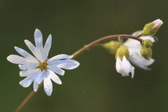Lithophragma tenellum
