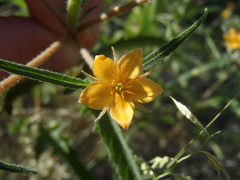 Mentzelia isolata