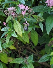 Bombus impatiens image