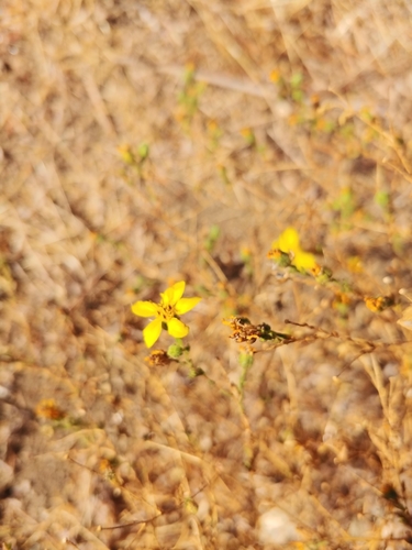 Image of Deinandra kelloggii by (c) Dustin VanOverbeke, some rights reserved (CC BY)