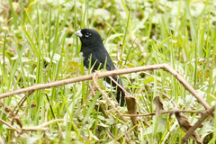 Sporophila luctuosa