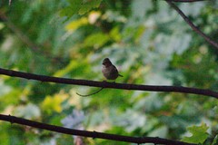 Fringilla coelebs