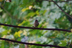 Fringilla coelebs