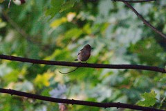 Fringilla coelebs