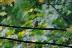 Fringilla coelebs