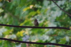 Fringilla coelebs