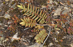 Veronica amplexicaulis