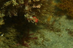 Coryphella trilineata