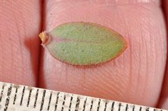 Veronica amplexicaulis