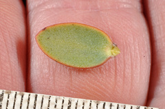 Veronica amplexicaulis