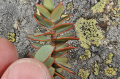 Veronica amplexicaulis
