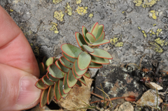 Veronica amplexicaulis