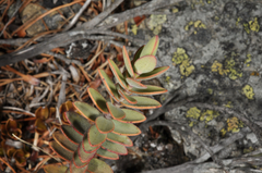 Veronica amplexicaulis