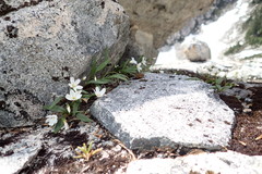 Claytonia multiscapa pacifica
