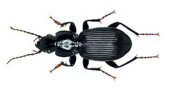 Pterostichus coracinus