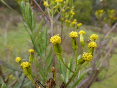 Senecio hypoleucus