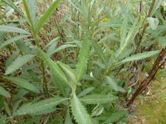 Senecio hypoleucus