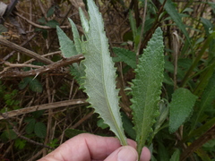 Senecio hypoleucus