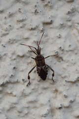 Leptoglossus occidentalis