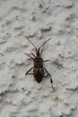 Leptoglossus occidentalis