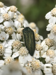 Acmaeodera resplendens