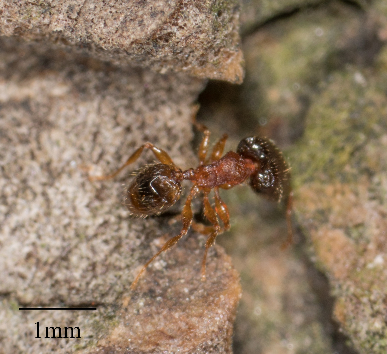 Pheidole navigans