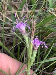 Liatris bracteata