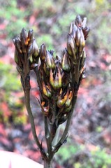 Haemodorum austroqueenslandicum