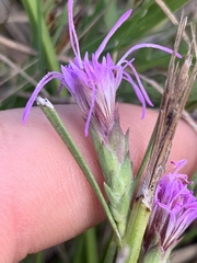 Liatris bracteata