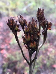 Haemodorum austroqueenslandicum